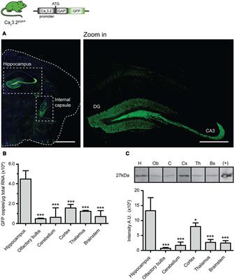 Genetic Tracing of Cav3.2 T-Type Calcium Channel Expression in the Peripheral Nervous System